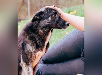 FRIDA - sanfte, liebe Hündin sucht ihre Menschen