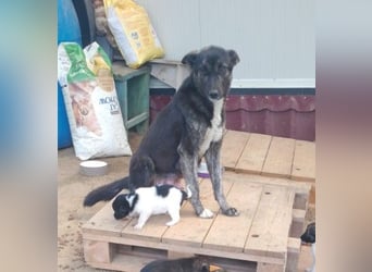 FRIDA - sanfte, liebe Hündin sucht ihre Menschen