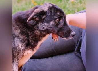 FRIDA - sanfte, liebe Hündin sucht ihre Menschen