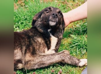 FRIDA - sanfte, liebe Hündin sucht ihre Menschen