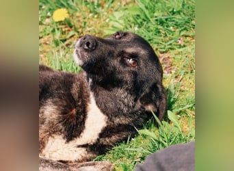 FRIDA - sanfte, liebe Hündin sucht ihre Menschen