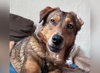 LILLY - fröhliche, freundliche Hündin auf der Suche nach ihren Menschen