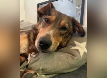 LILLY - fröhliche, freundliche Hündin auf der Suche nach ihren Menschen