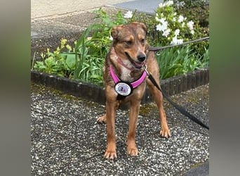 LILLY - fröhliche, freundliche Hündin auf der Suche nach ihren Menschen