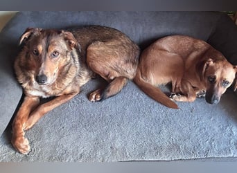 LILLY - fröhliche, freundliche Hündin auf der Suche nach ihren Menschen