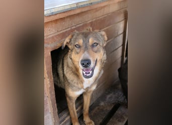 LILLY - fröhliche, freundliche Hündin auf der Suche nach ihren Menschen