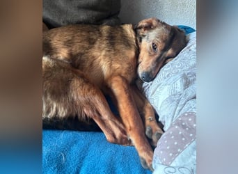 LILLY - fröhliche, freundliche Hündin auf der Suche nach ihren Menschen