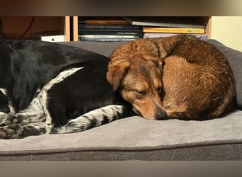 LILLY - fröhliche, freundliche Hündin auf der Suche nach ihren Menschen