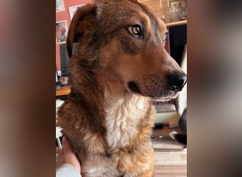 LILLY - fröhliche, freundliche Hündin auf der Suche nach ihren Menschen