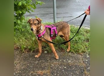 LILLY - fröhliche, freundliche Hündin auf der Suche nach ihren Menschen