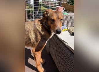 LILLY - fröhliche, freundliche Hündin auf der Suche nach ihren Menschen