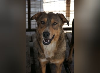 LILLY - fröhliche, freundliche Hündin auf der Suche nach ihren Menschen