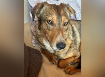 LILLY - fröhliche, freundliche Hündin auf der Suche nach ihren Menschen