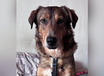 LILLY - fröhliche, freundliche Hündin auf der Suche nach ihren Menschen
