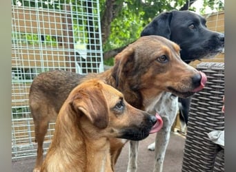 LILLY - fröhliche, freundliche Hündin auf der Suche nach ihren Menschen