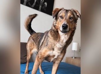 LILLY - fröhliche, freundliche Hündin auf der Suche nach ihren Menschen