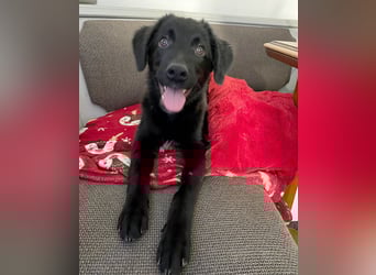 Aktiver Rollo sucht liebevolle und konsequente Menschen