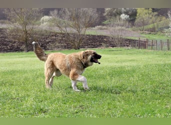 Knuffige Arika sucht ihre eigene Familie