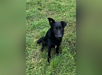 Hübsche Margo sucht ihr Körbchen