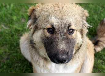 Knuffige Arika sucht ihre eigene Familie