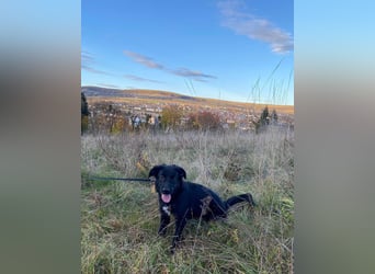 Aktiver Rollo sucht liebevolle und konsequente Menschen