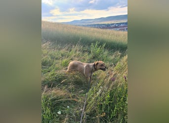 Großer Spike sucht erfahrene Familie