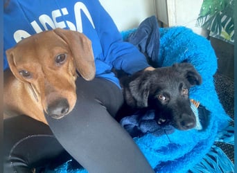 Aktiver Rollo sucht liebevolle und konsequente Menschen