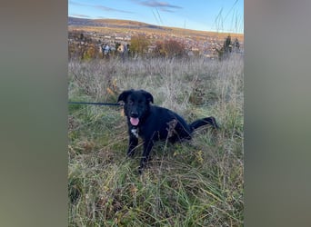 Aktiver Rollo sucht liebevolle und konsequente Menschen