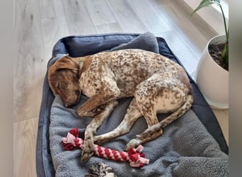 Stella hat schon viel dazu gelernt, wer gibt ihr ein Zuhause?