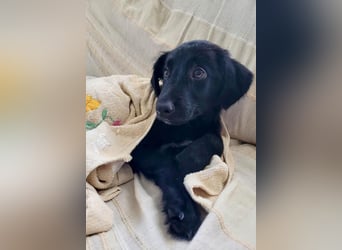 Aktiver Rollo sucht liebevolle und konsequente Menschen