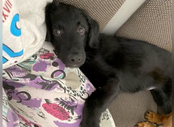 Aktiver Rollo sucht liebevolle und konsequente Menschen