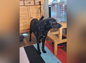 Hübsche Margo sucht ihr Körbchen