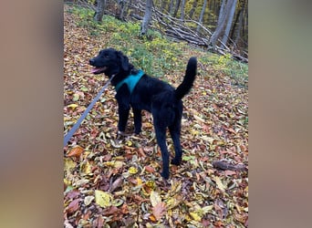 Aktiver Rollo sucht liebevolle und konsequente Menschen