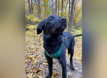 Aktiver Rollo sucht liebevolle und konsequente Menschen