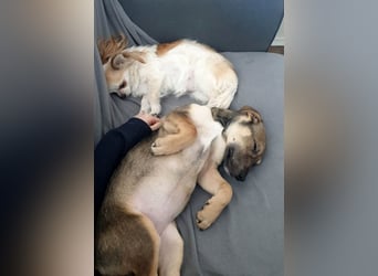 Goldige Burita will eine eigene Familie