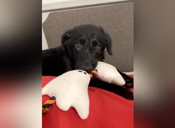 Aktiver Rollo sucht liebevolle und konsequente Menschen