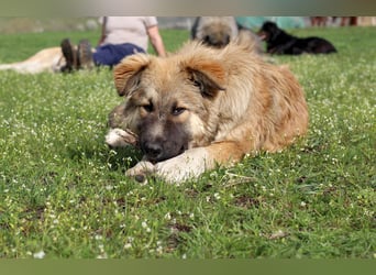 Knuffige Arika sucht ihre eigene Familie