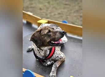 Stella hat schon viel dazu gelernt, wer gibt ihr ein Zuhause?