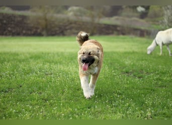 Knuffige Arika sucht ihre eigene Familie