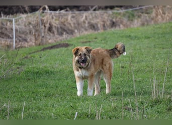 Knuffige Arika sucht ihre eigene Familie
