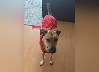 Großer Spike sucht erfahrene Familie