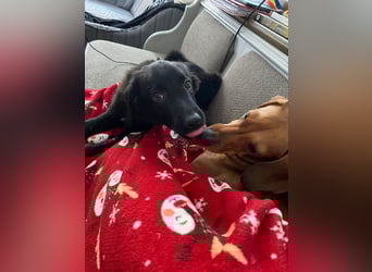 Aktiver Rollo sucht liebevolle und konsequente Menschen