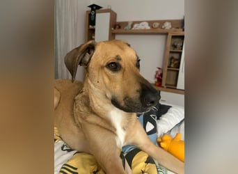 Großer Spike sucht erfahrene Familie
