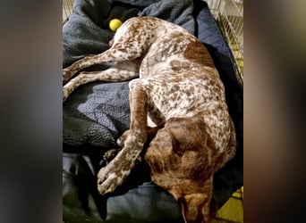 Stella hat schon viel dazu gelernt, wer gibt ihr ein Zuhause?