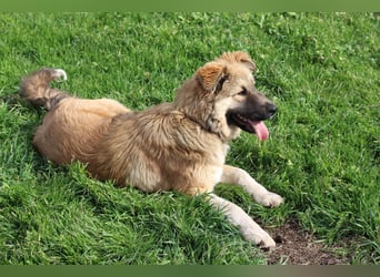 Knuffige Arika sucht ihre eigene Familie