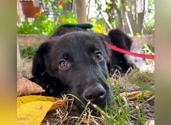 Aktiver Rollo sucht liebevolle und konsequente Menschen