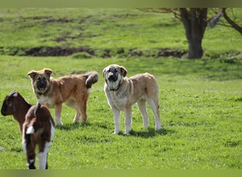 Knuffige Arika sucht ihre eigene Familie