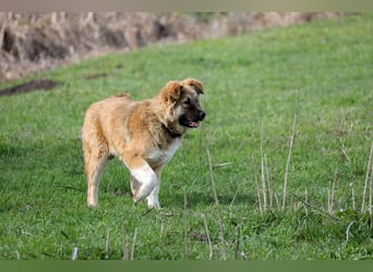 Knuffige Arika sucht ihre eigene Familie