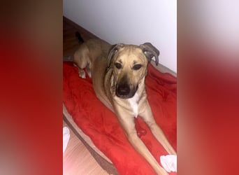 Großer Spike sucht erfahrene Familie