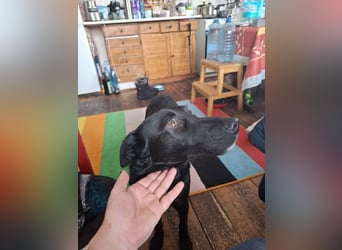 Hübsche Margo sucht ihr Körbchen